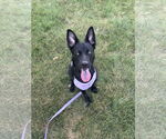 Small #2 Labrador Retriever Mix