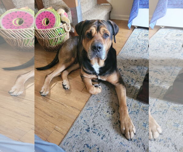 Medium Photo #1 Mastiff-Unknown Mix Puppy For Sale in Fort Collins, CO, USA