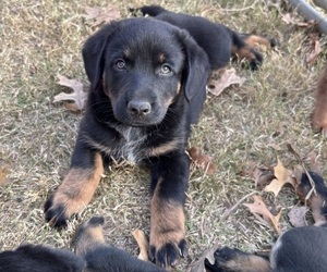 Medium Australian Shepherd-Belgian Malinois Mix
