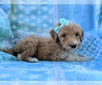 Small Photo #4 Goldendoodle-Poodle (Standard) Mix Puppy For Sale in LANCASTER, PA, USA