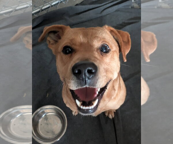 Medium Photo #3 Mutt Puppy For Sale in Thomasville, NC, USA