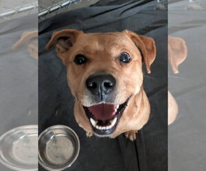 Rusty - Male Mutt Dog for Adoption - Photo #3