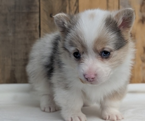 Medium Photo #9 Pembroke Welsh Corgi Puppy For Sale in GOSHEN, IN, USA