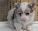 Small #8 Pembroke Welsh Corgi