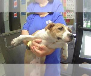 Labrador Retriever-Unknown Mix Dogs for adoption in Tulsa, OK, USA