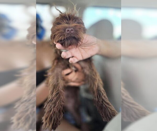 Medium Photo #1 Mutt Puppy For Sale in San Antonio, TX, USA