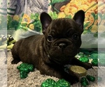 Small Photo #8 French Bulldog Puppy For Sale in BOLIVAR, MO, USA