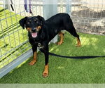 LANEY PENN - Female Mutt Dog for Adoption - Small photo