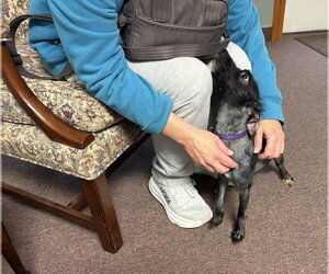 Bobby: Miracle Boy! - Male Mutt Dog for Adoption - Photo #15