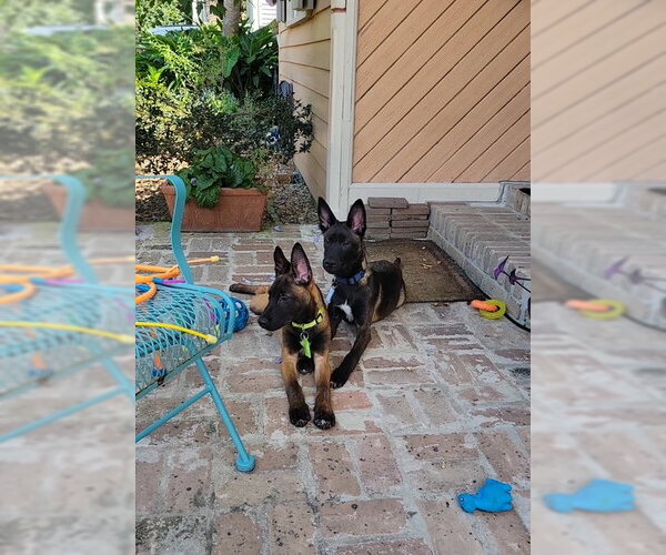 Medium Photo #5 Catahoula Leopard Dog-Unknown Mix Puppy For Sale in Stevens Point, WI, USA