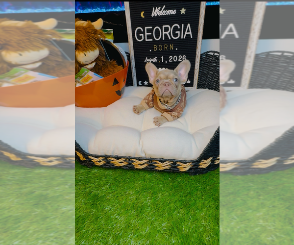 Medium Photo #2 French Bulldog Puppy For Sale in ATHENS, GA, USA