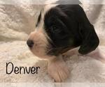 Puppy 0 English Springer Spaniel