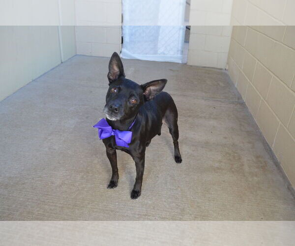 Medium Photo #2 Mutt Puppy For Sale in McKinney, TX, USA