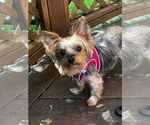 Small #4 Mutt