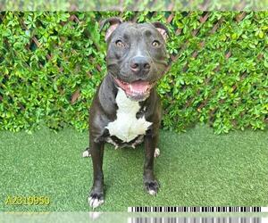 American Pit Bull Terrier Dogs for adoption in West Palm Beach, FL, USA