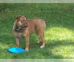 Small Photo #1 Olde English Bulldogge Puppy For Sale in CONFLUENCE, PA, USA