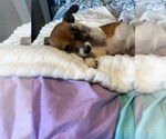Small #2 Chihuahua Mix