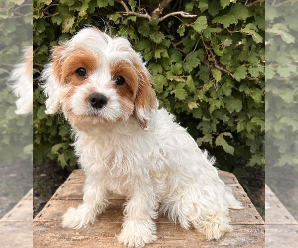 Medium Photo #3 Cavapoo Puppy For Sale in MIDDLEBURY, IN, USA