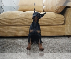 Doberman Pinscher Puppy for sale in WARSAW, IN, USA