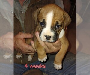 Boxer Puppy for sale in CANON CITY, CO, USA