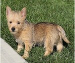 Small Photo #2 Cairn Terrier Puppy For Sale in FREDERICKSBG, OH, USA