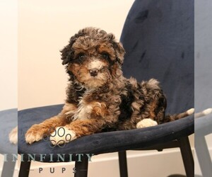 Bernedoodle (Miniature) Puppy for sale in NARVON, PA, USA