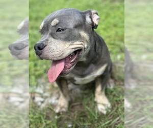 American Bully Puppy for sale in PORT SAINT LUCIE, FL, USA