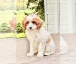 Small #4 Cavapoo (Miniature)