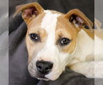 Small #2 American Staffordshire Terrier