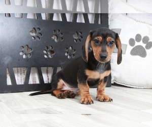 Dachshund Puppy for sale in MARIETTA, GA, USA