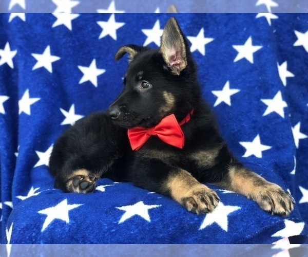 Medium Photo #3 German Shepherd Dog Puppy For Sale in CEDAR LANE, PA, USA