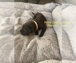 Small Photo #4 Mastiff Puppy For Sale in RUCKERSVILLE, VA, USA