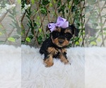Violet - Female Yorkshire Terrier Puppy for Sale - Photo #2
