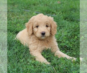 Goldendoodle-Poodle (Miniature) Mix Puppy for sale in SOMERSET, OH, USA