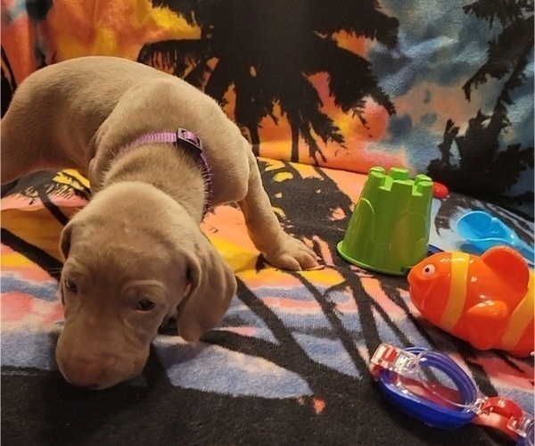 Medium Photo #6 Weimaraner Puppy For Sale in NEWCASTLE, OK, USA