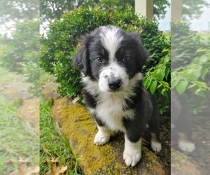 Australian Shepherd Puppy for sale in TAYLOR, TX, USA