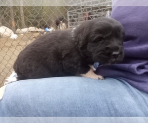 Newfoundland-Saint Bernard Mix Puppy for sale in COLVILLE, WA, USA