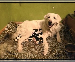 Mother of the German Shorthaired Pointer-Great Pyrenees Mix puppies born on 02/01/2022