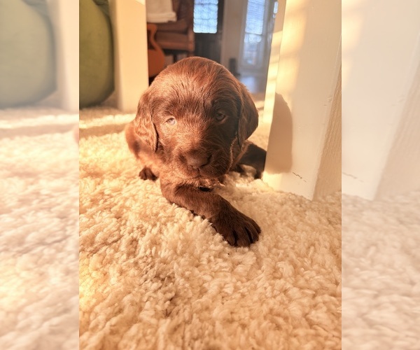 Medium Photo #4 Labradoodle Puppy For Sale in MONROE, LA, USA