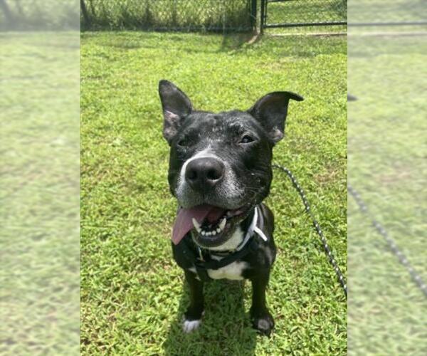 Medium Photo #2 American Staffordshire Terrier-Unknown Mix Puppy For Sale in Derwood, MD, USA