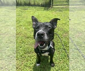 DAISY - Female American Staffordshire Terrier-Unknown Mix Dog for Adoption - Photo #2