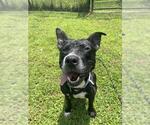 Small #1 American Staffordshire Terrier Mix
