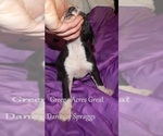 Small Photo #18 Great Dane Puppy For Sale in SPRAGGS, PA, USA