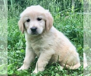 Golden Retriever Puppy for sale in DRY RUN, PA, USA