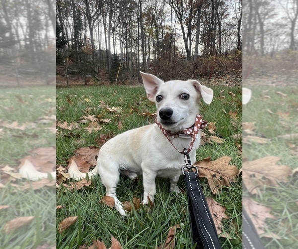 Medium Photo #10 Chihuahua Puppy For Sale in DURHAM, CT, USA