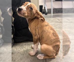 American Staffordshire Terrier-Unknown Mix Dogs for adoption in San Antonio, TX, USA