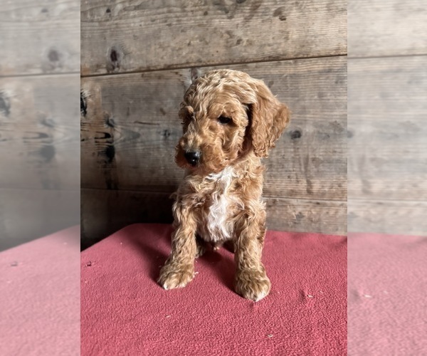 Medium Photo #8 Goldendoodle (Miniature) Puppy For Sale in VERMONTVILLE, MI, USA