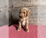 Small Photo #8 Goldendoodle (Miniature) Puppy For Sale in VERMONTVILLE, MI, USA