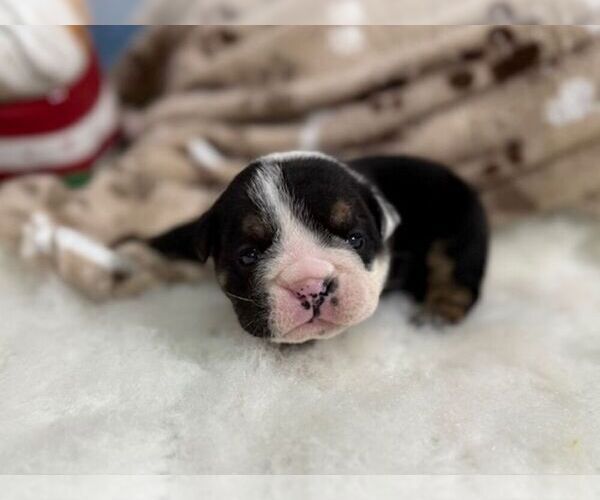 Medium Photo #1 English Bulldog Puppy For Sale in OOLOGAH, OK, USA