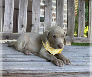 Weimaraner Puppy for sale in MAGEE, MS, USA